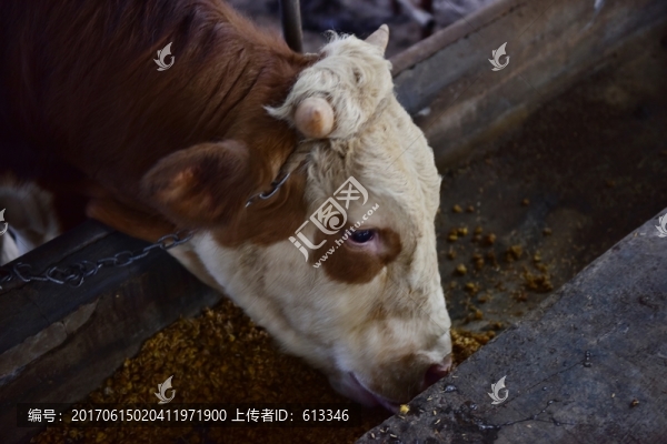 養(yǎng)牛
