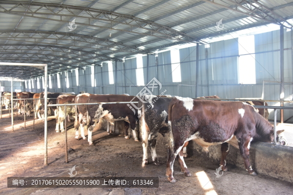 養(yǎng)殖場養(yǎng)牛
