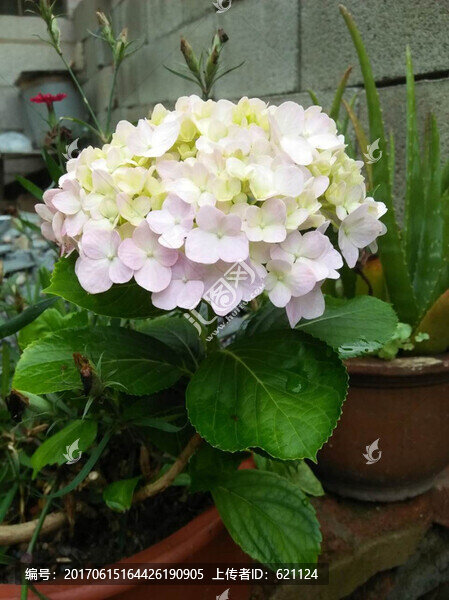 繡球花