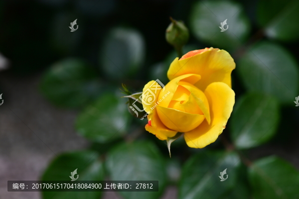 月季花