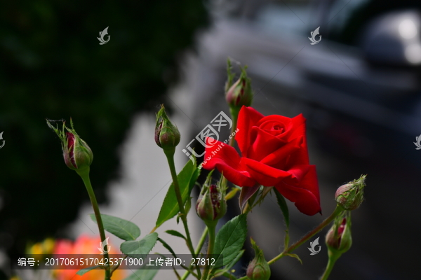 月季花