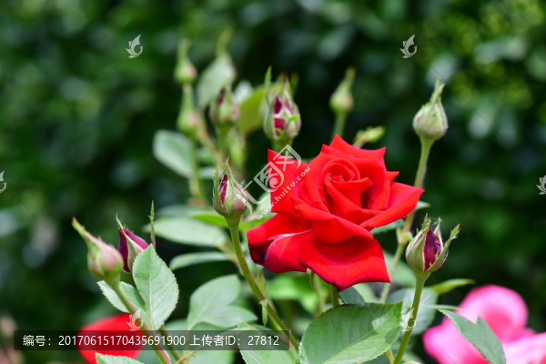 月季花