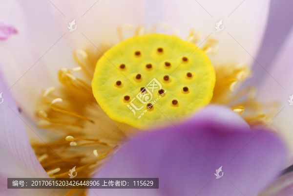 荷花特寫微距