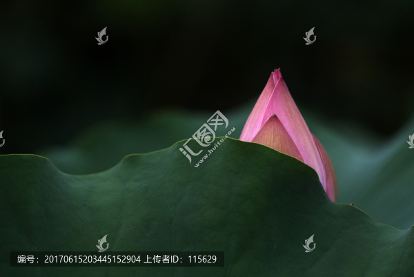 創(chuàng)意荷花特寫微距