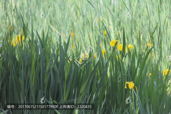 黃花鳶尾