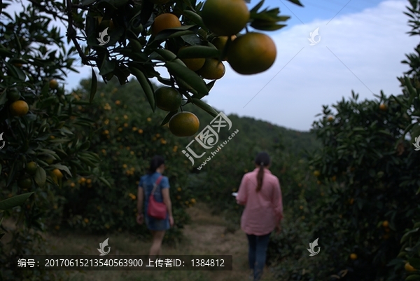 柑橘,柑桔,柑桔園