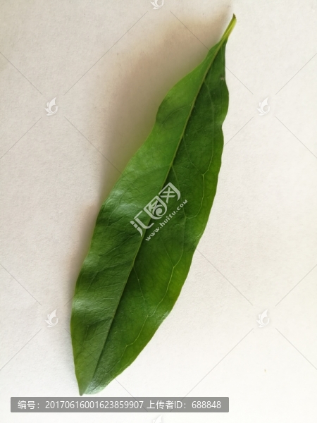 石榴樹葉