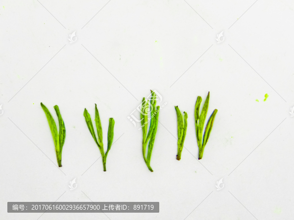 安吉白茶,高清大圖,茶葉,綠茶