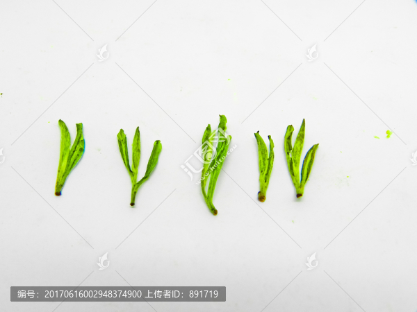 安吉白茶,高清大圖,茶葉,綠茶