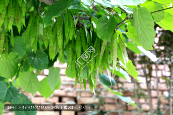 巨紫荊,紫荊,豆科,落葉喬木