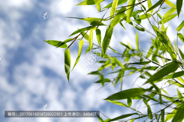 竹子,透明,竹葉,藍天,竹枝