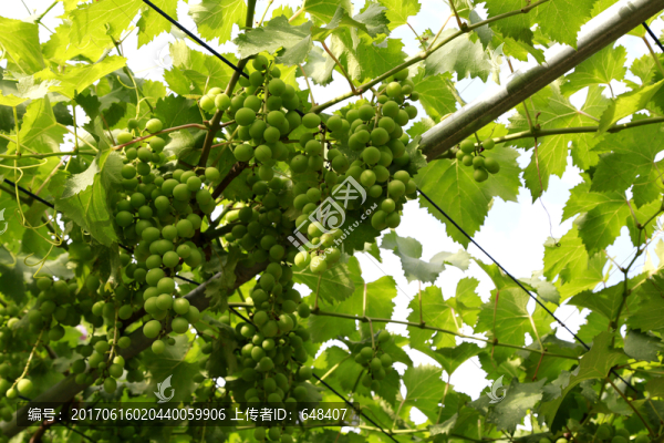 葡萄,葡萄藤,七夕,情人節(jié),透