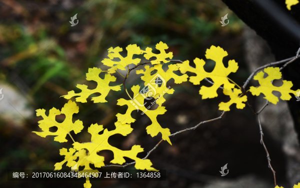 秋葉