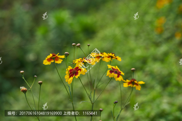 高清野花