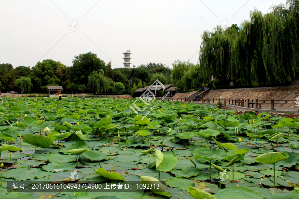 紫金山公園荷花