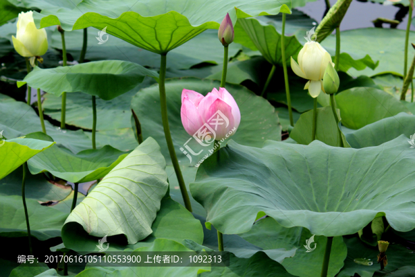 爭(zhēng)奇斗艷的荷花