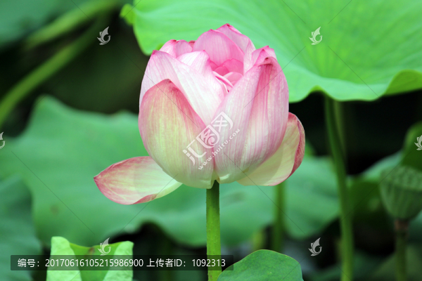 舌綻蓮花