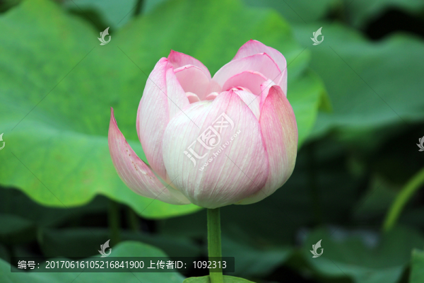 荷花清香襲人