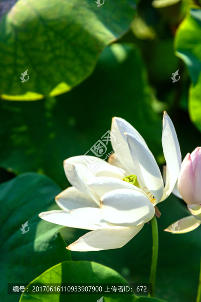 荷花
