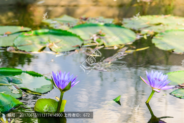 睡蓮花