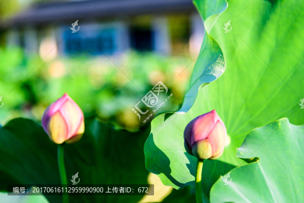 荷花花苞