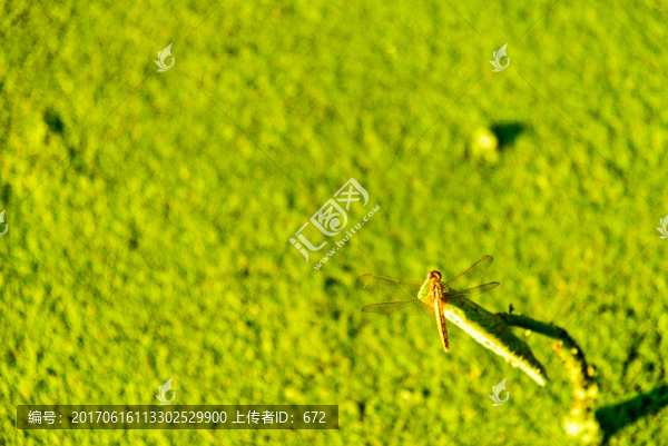 蜻蜓