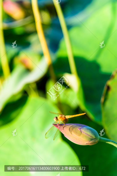 蜻蜓