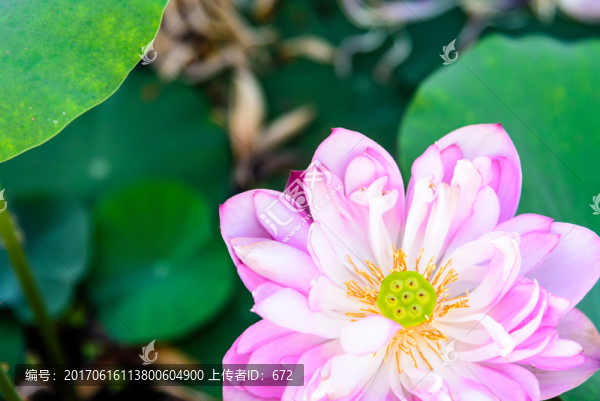 荷花