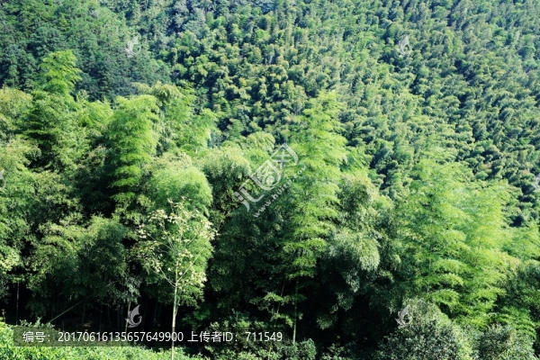 山坡竹海