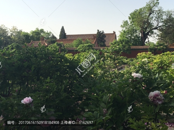 牡丹園,牡丹花,牡丹
