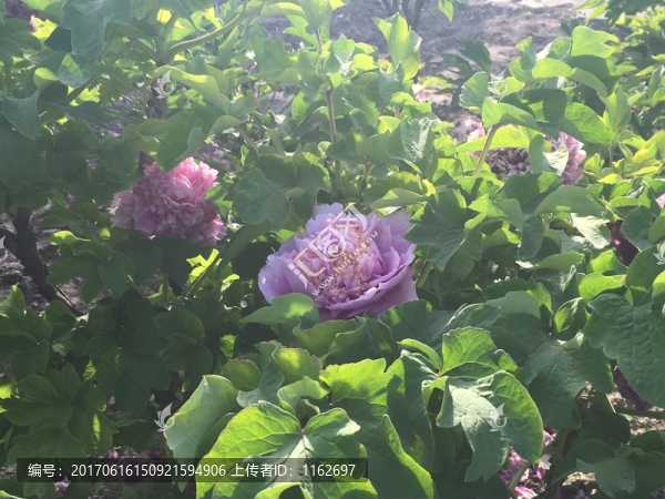 牡丹花,紫牡丹,牡丹,牡丹園