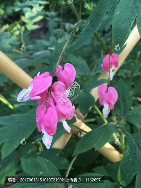 花卉,粉花,綠葉