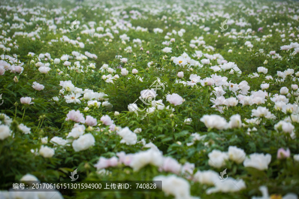牡丹種植基地油用牡丹
