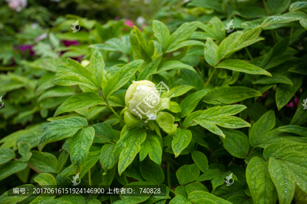 豆綠牡丹