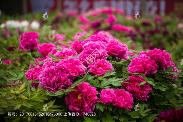 牡丹