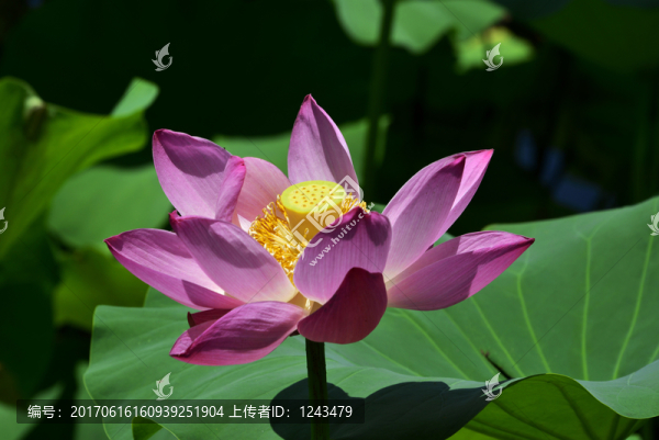 荷花