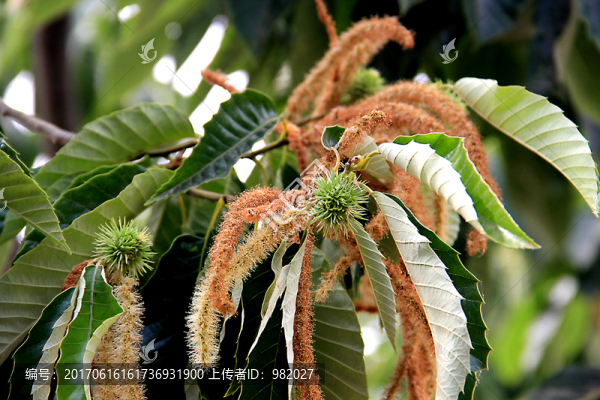 板栗花