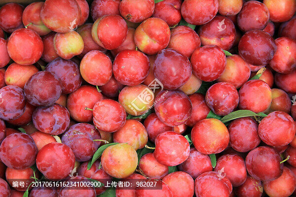 李子