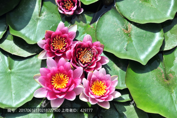 紅蓮,,蓮花