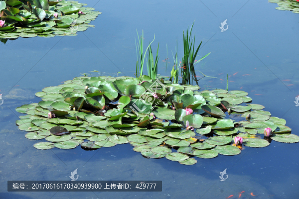 池塘,,水生植物