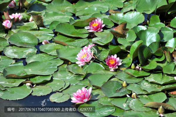 池塘睡蓮