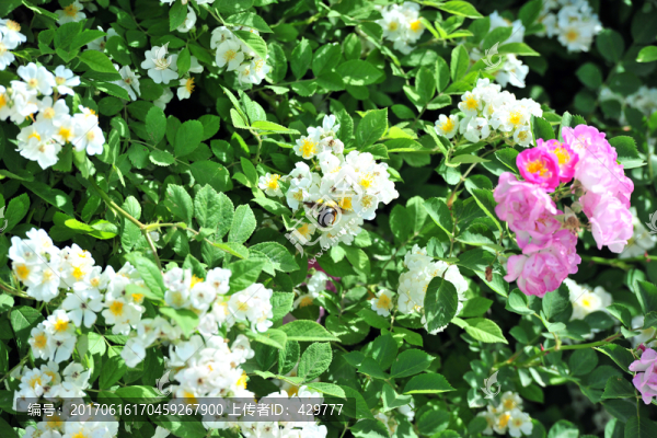 薔薇花背景