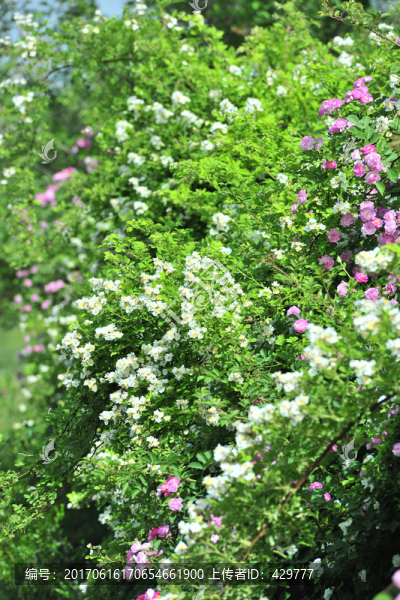 薔薇花綠化帶