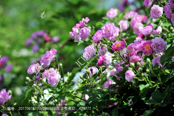薔薇花