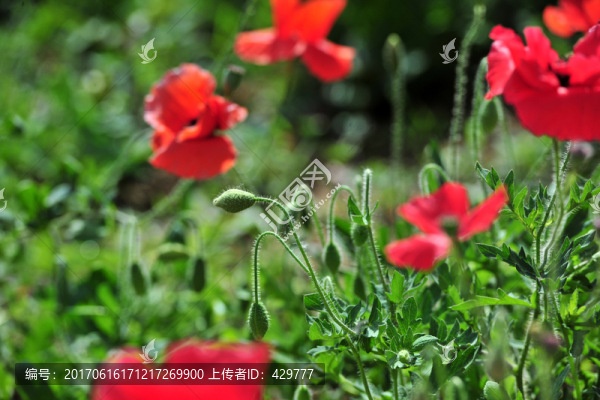 紅色花叢