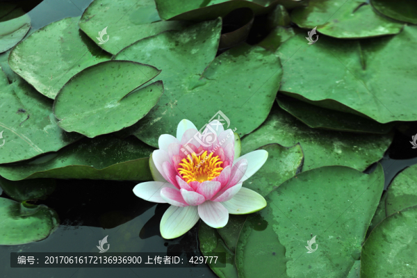睡蓮素材,,,高清睡蓮,,蓮花