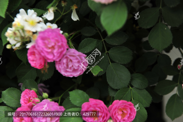 薔薇花背景