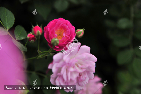 花朵
