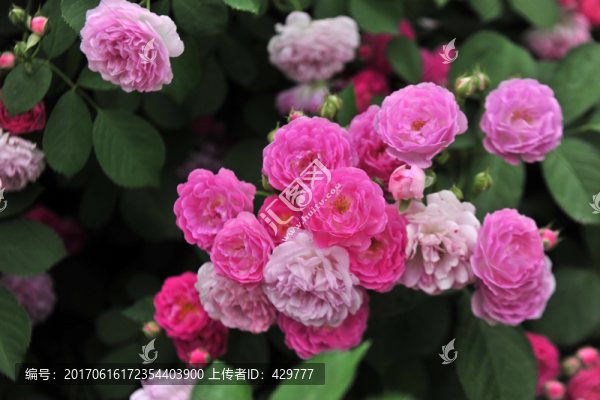 小月季
