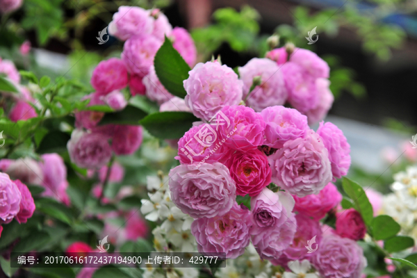 薔薇花,,花卉隔離帶